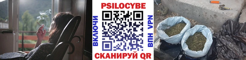 Галлюциногенные грибы Psilocybe  где можно купить наркотик  Пудож 